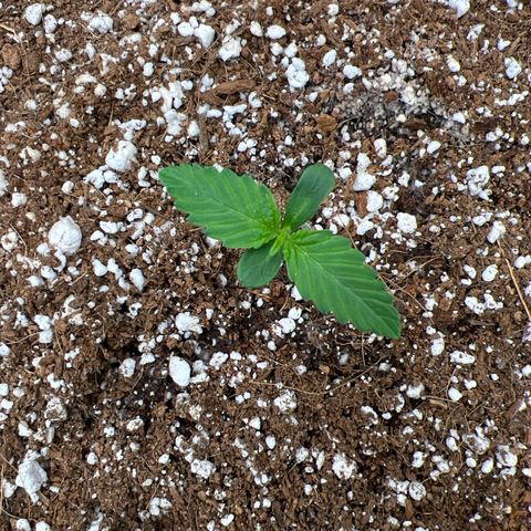 Fugue State x Pink Panama growlog timeline photo