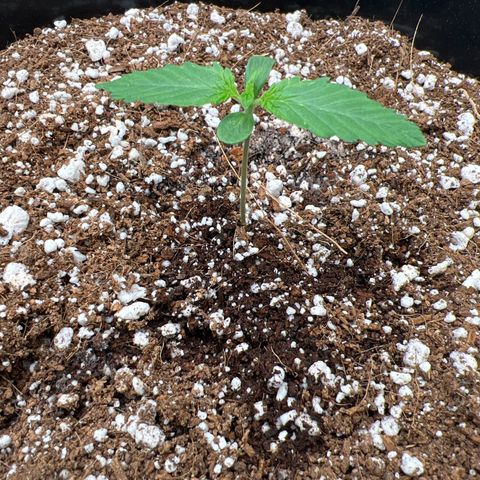 Fugue State x Pink Panama growlog timeline photo