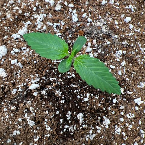 Fugue State x Pink Panama growlog timeline photo