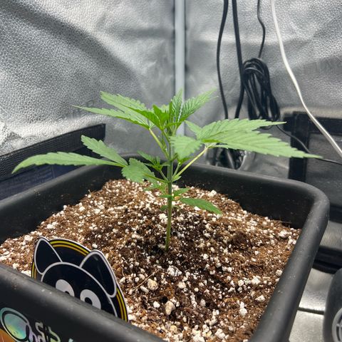 Queens Banner growlog timeline photo