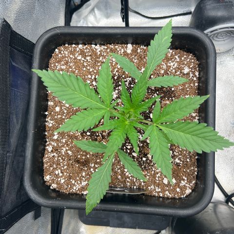 Queens Banner growlog timeline photo