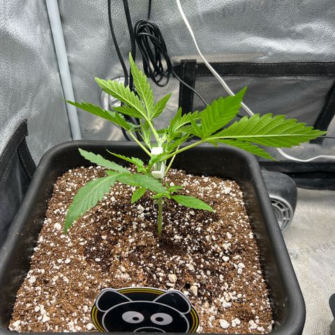 Queens Banner growlog photo: Started LST. 