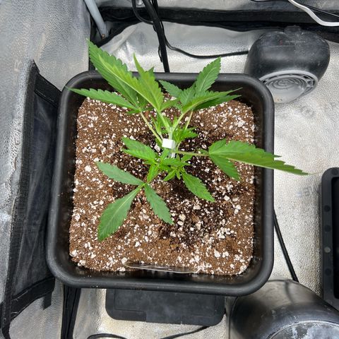 Queens Banner growlog photo: Started LST. 