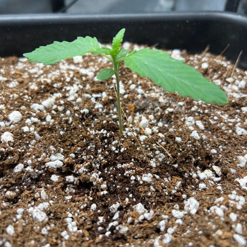 Fugue State x Pink Panama growlog timeline photo