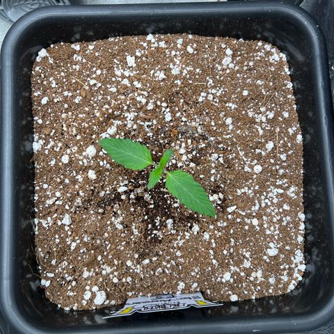 Fugue State x Pink Panama growlog timeline photo