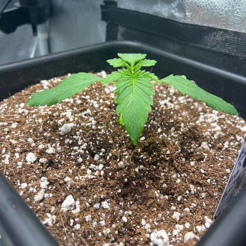 Fugue State x Pink Panama growlog timeline photo