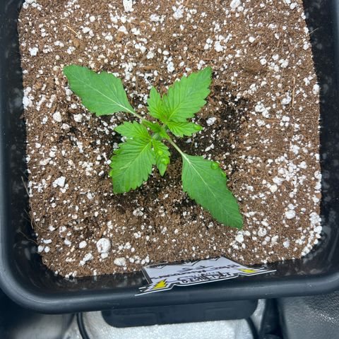 Fugue State x Pink Panama growlog timeline photo