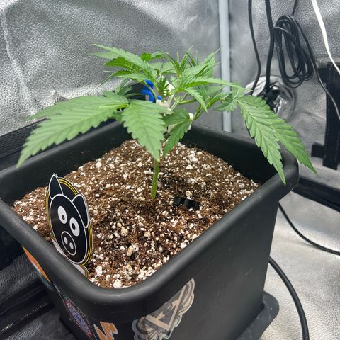 Queens Banner growlog timeline photo