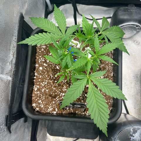 Queens Banner growlog timeline photo