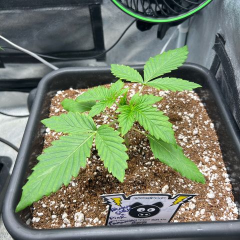 Fugue State x Pink Panama growlog timeline photo
