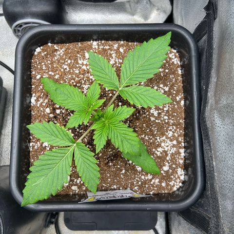 Fugue State x Pink Panama growlog timeline photo