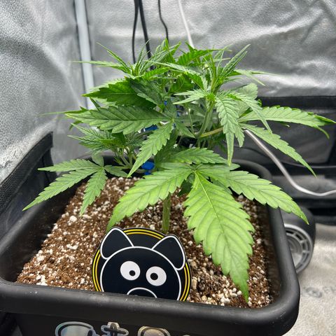 Queens Banner growlog timeline photo