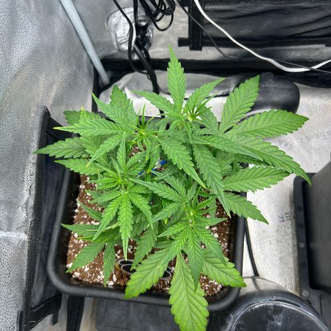 Queens Banner growlog timeline photo