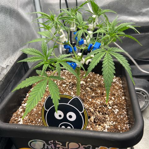 Queens Banner growlog timeline photo