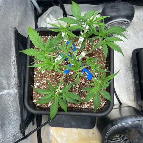 Queens Banner growlog timeline photo