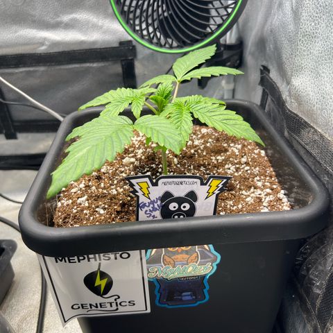 Fugue State x Pink Panama growlog timeline photo