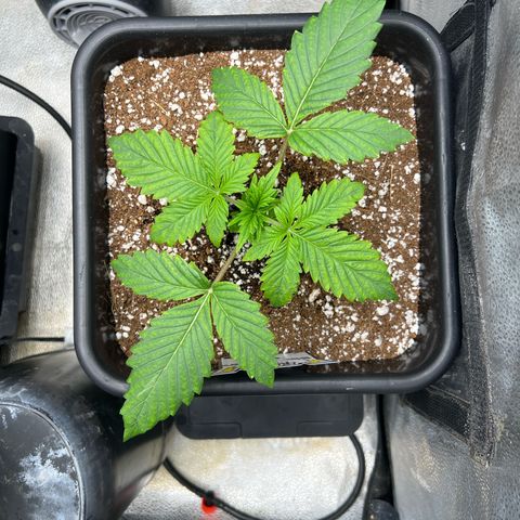 Fugue State x Pink Panama growlog timeline photo