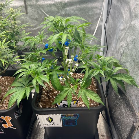 Fugue State x Pink Panama growlog timeline photo