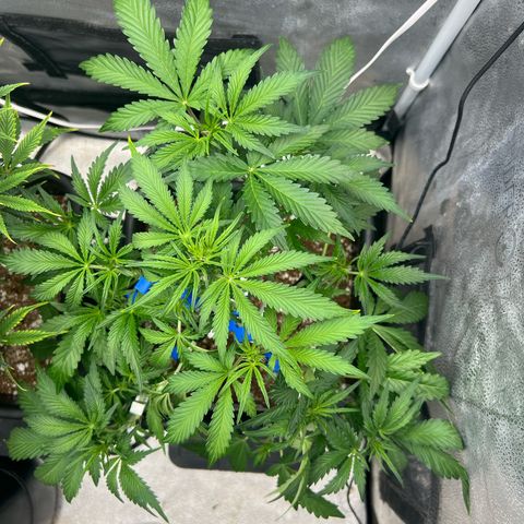 Fugue State x Pink Panama growlog timeline photo