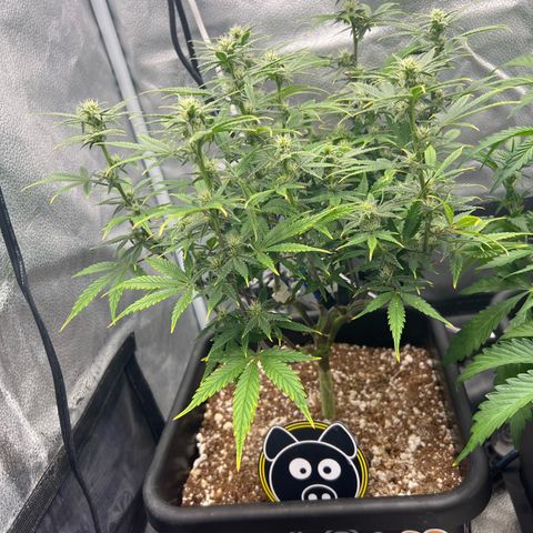 Queens Banner growlog timeline photo