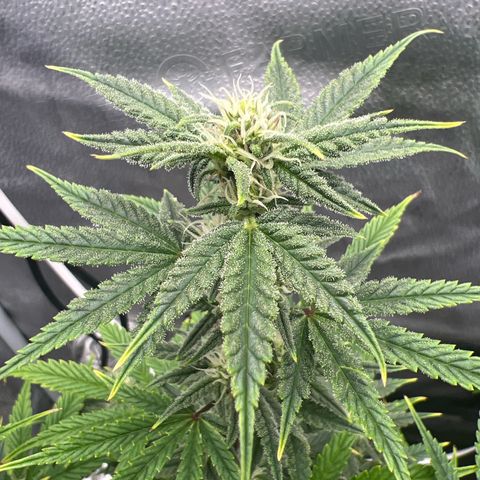 Queens Banner growlog timeline photo