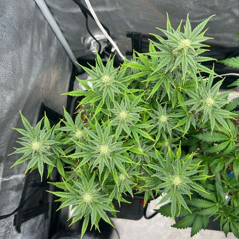 Queens Banner growlog timeline photo