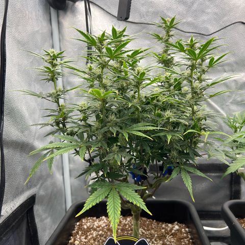 Queens Banner growlog timeline photo