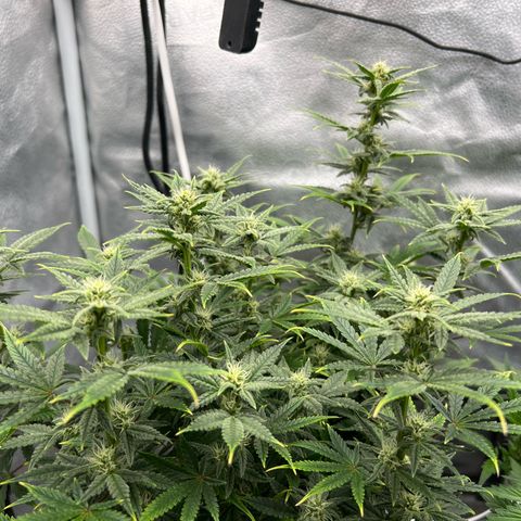 Queens Banner growlog timeline photo