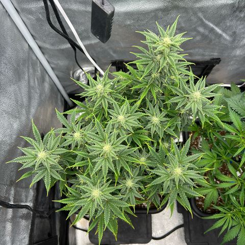 Queens Banner growlog timeline photo