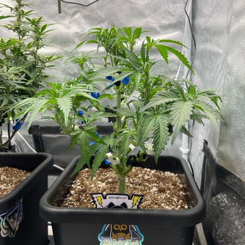 Fugue State x Pink Panama growlog timeline photo