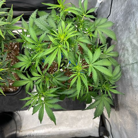 Fugue State x Pink Panama growlog timeline photo