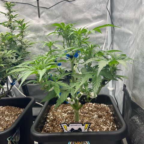Fugue State x Pink Panama growlog timeline photo