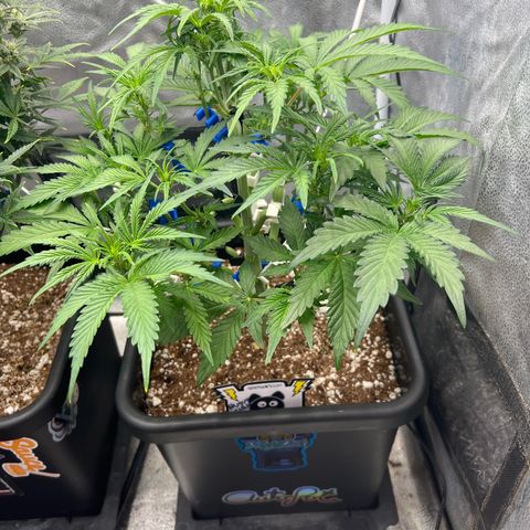 Fugue State x Pink Panama growlog timeline photo