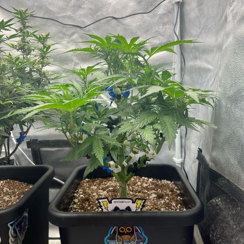 Fugue State x Pink Panama growlog timeline photo