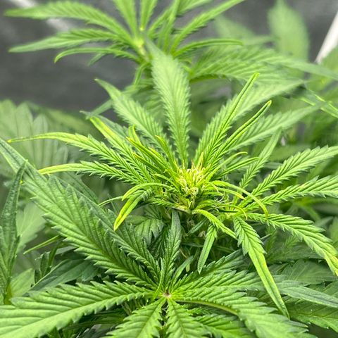 Fugue State x Pink Panama growlog timeline photo