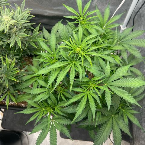 Fugue State x Pink Panama growlog timeline photo