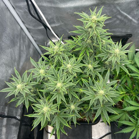 Queens Banner growlog timeline photo