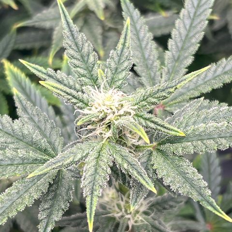Queens Banner growlog timeline photo