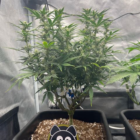 Queens Banner growlog timeline photo