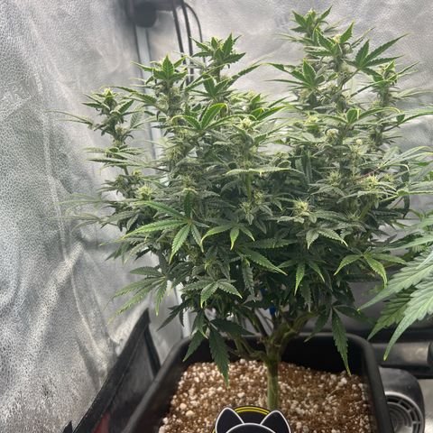 Queens Banner growlog timeline photo