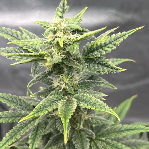 Queens Banner growlog timeline photo