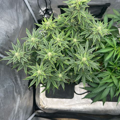 Queens Banner growlog timeline photo