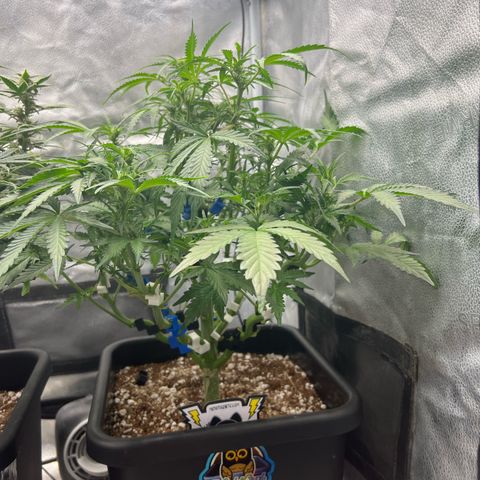 Fugue State x Pink Panama growlog timeline photo