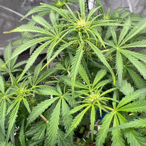 Fugue State x Pink Panama growlog timeline photo