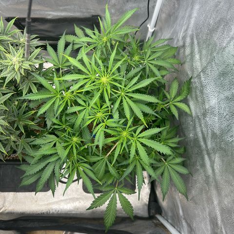 Fugue State x Pink Panama growlog timeline photo