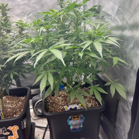 Fugue State x Pink Panama growlog timeline photo