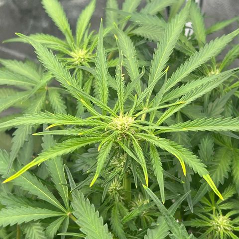 Fugue State x Pink Panama growlog timeline photo