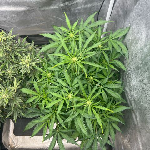 Fugue State x Pink Panama growlog timeline photo