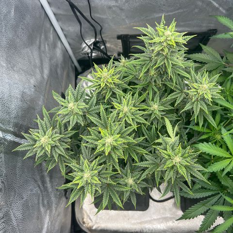 Queens Banner growlog timeline photo
