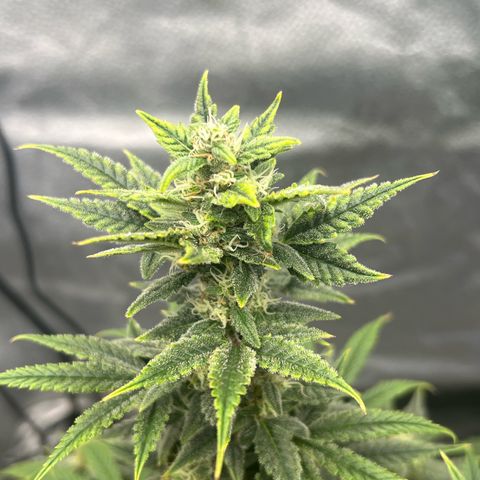 Queens Banner growlog timeline photo